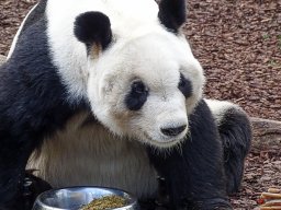 Tiergarten Schönbrunn am 23.03.2023